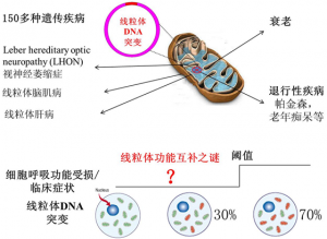 广州生物院揭示线粒体疾病中的线粒体功能互补之谜