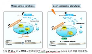 上海生科院揭示细胞核亚结构小体调控mRNA核滞留机制