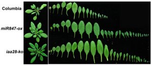 <b>微生物所揭示miRNA调控植物生长素信号途径的机制</b>