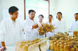 茹振钢：茹苦含辛育良种