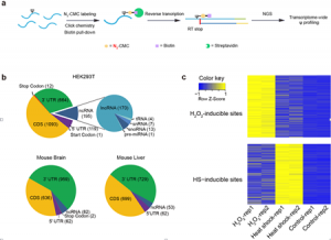 生命科学学院伊成器研究组在Nature Chemical Biology上报道全转录组假尿嘧啶RNA修饰