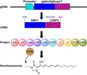 微生物所等首次在真菌中发现操纵子结构