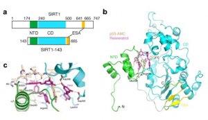 生物物理所揭示白藜芦醇促进去乙酰化酶SIRT1酶活性的机制