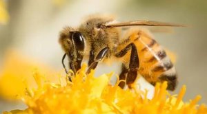 国家基因库研发线粒体基因组重要新应用：高效监测和保护野生传粉蜜蜂