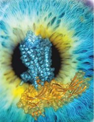 <b>Nature：最强激光照亮人体未知信号通路</b>