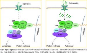 科学家揭示酵母三元复合物在TORC1信号通路中的功能及其分子机制
