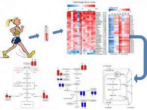 运动干预2型糖尿病的代谢组学研究取得新进展