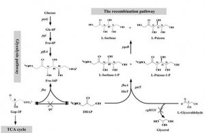 科学家用微生物发酵法合成稀有糖，或为减肥抗癌带来新希望