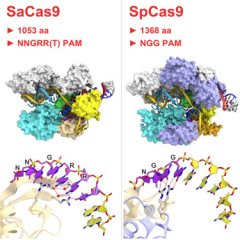 张锋Cell重大突破：新型Cas9克服“哺乳动物”基因组编辑挑战