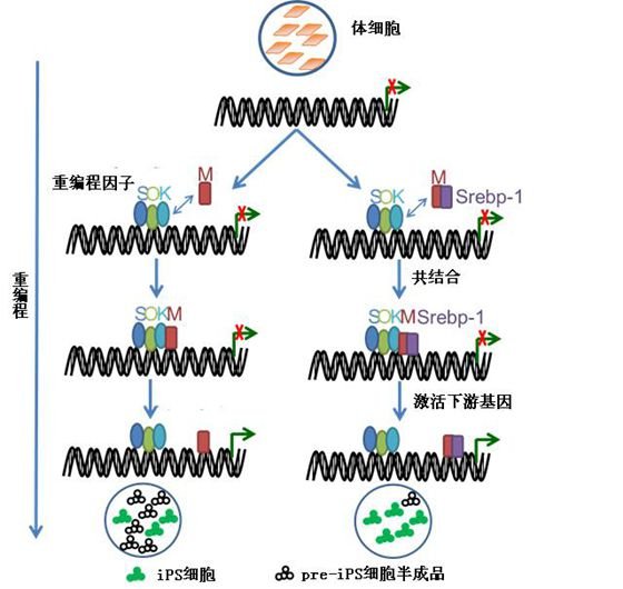 广州生物院实现Yamanaka因子中“双刃剑”c-Myc “去莠存良”的代谢优化