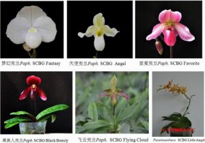 华南植物园6个兰花新品种获英国皇家园艺协会国际认证