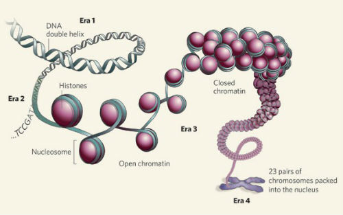 Nature子刊：传统表观遗传学遭挑战，或开启遗传疾病治疗新思路