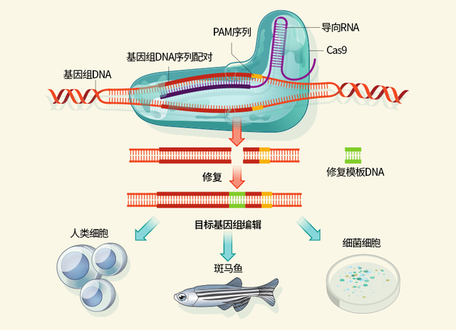 让猪器官能移植到人身上？科学家又前进了一大步