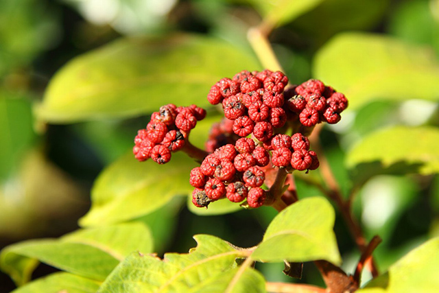 重阳节插的，是什么茱萸？