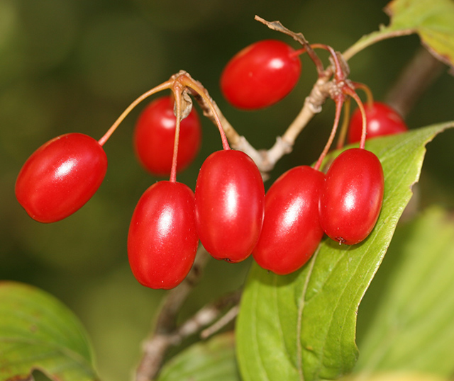 重阳节插的，是什么茱萸？