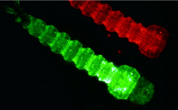 解析令美国政府机构困惑的4项合成生物学成果