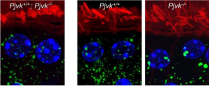 Cell：多国科学家联合研究解析引发噪声性耳聋的分子机理