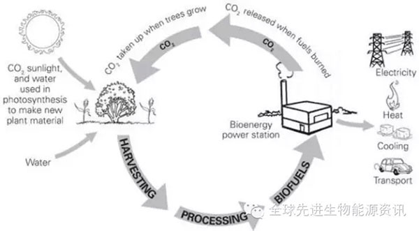 澳大利亚生物能源：盈利、清洁能源