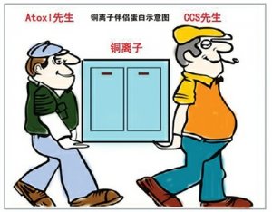 中外科学家开辟抗肿瘤药物研发新方向--用抑制剂破坏癌细胞生长