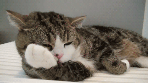 你知道猫把自己舔一遍有多难吗！