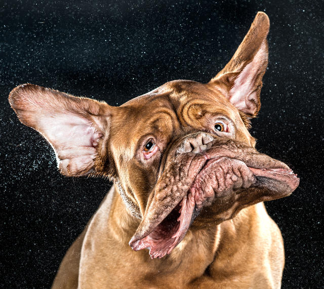 你知道猫把自己舔一遍有多难吗！