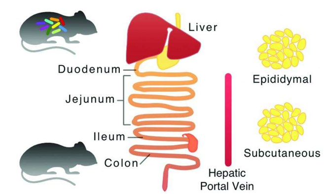 Mol Syst Biol：宿主肠道微生物或可调节机体抗氧化剂的代谢