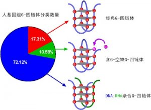 动物所发现具有环境响应能力的新型核酸G-四链体结构