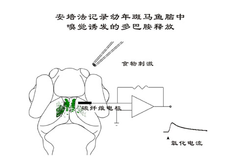 上海生科院实现清醒小动物大脑多巴胺调质释放的实时检测
