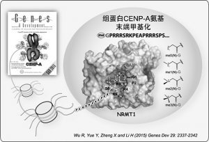 我科学家解析组蛋白氨基末端甲基化分子机制