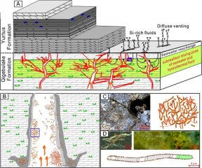 地质地球所发现海底热液系统硅质脉里的丝状铁氧化细菌化石