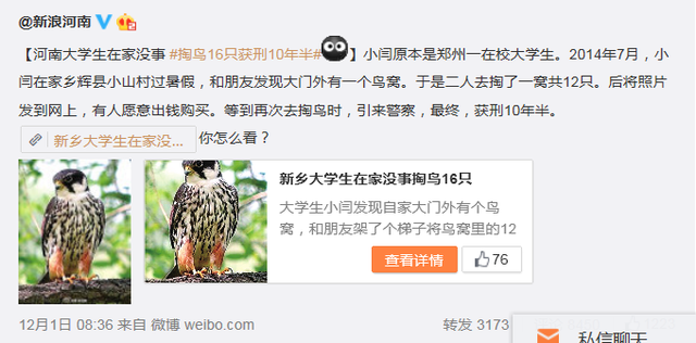 16只鸟？那可是隼啊