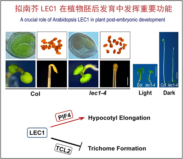 华南植物园发现拟南芥LEC1在植物胚后发育中的重要功能