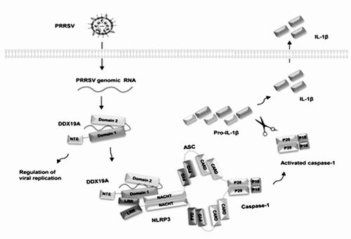 我科学家发现病毒核酸的模式识别受体