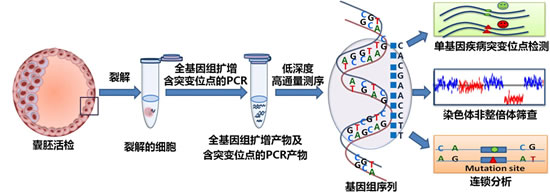 中国科学家在国际上首次建立全新植入前胚胎遗传学诊断方法