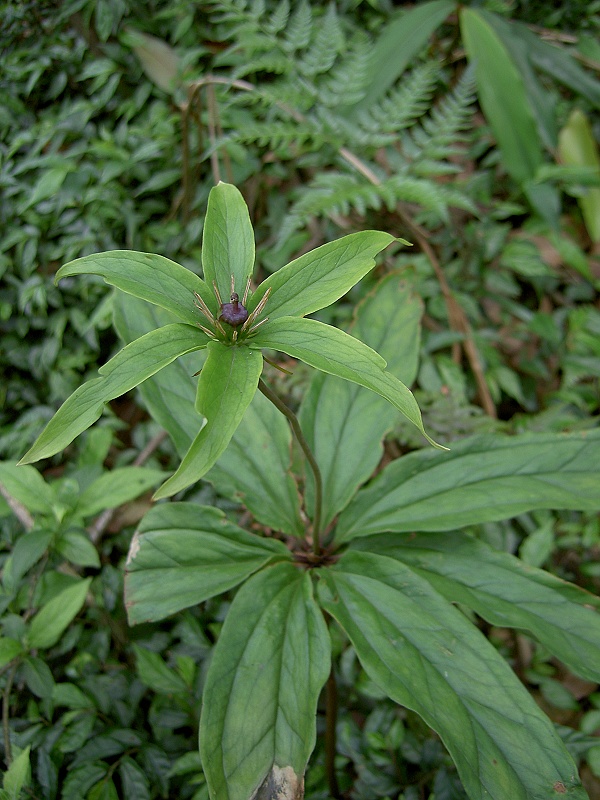 芈月的七叶一枝花能解杀人蜂的毒吗？