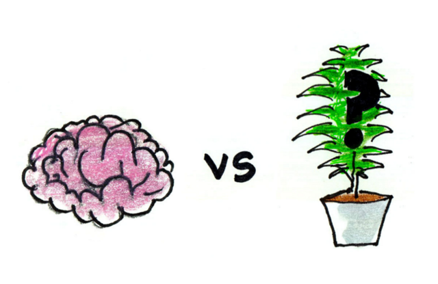 植物，也有记忆吗？
