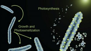 大牛杨培东《Science》新作：让细菌利用太阳能进行化学合成