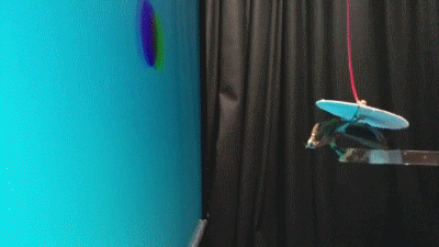 螳螂也有3D眼镜了！