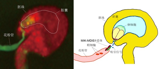 植物雌雄识别的分子机制研究获突破