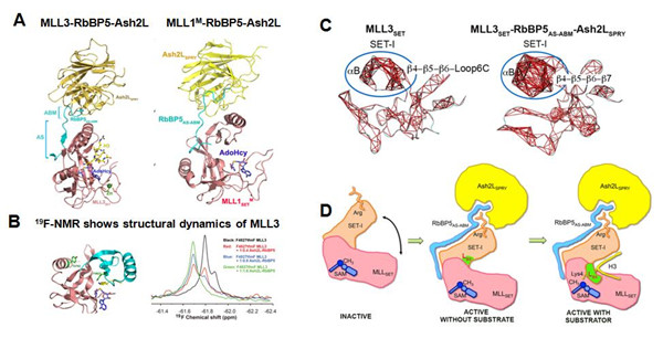 科学家揭示MLL家族蛋白甲基转移酶活性调节的分子机制