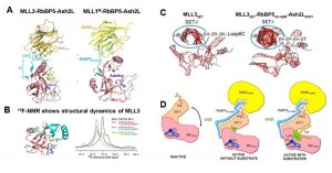 科学家揭示MLL家族蛋白甲基转移酶活性调节的分子机制