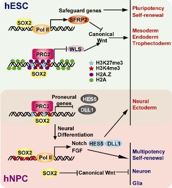 科学家揭示SOX2在人胚胎干细胞和神经祖细胞命运决定中的作用机制