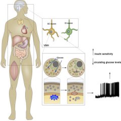 Cell惊人发现：糖尿病和线粒体有关？