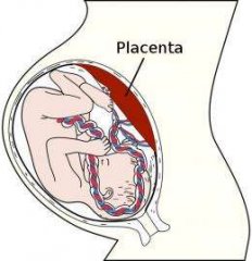 Science：体外培育出人胎盘组织 助力研究病原体母婴传播