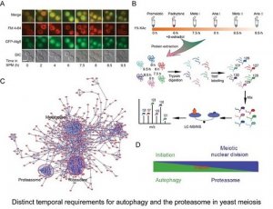 科学家揭示自噬和蛋白酶小体途径在减数分裂过程中的作用机制