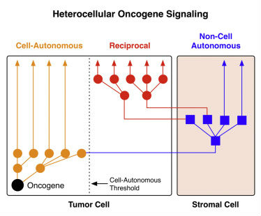 Cell：癌细胞是如何“诱骗”健康细胞的？