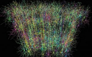 Science：神经科学家齐聚，共探国际脑科学项目