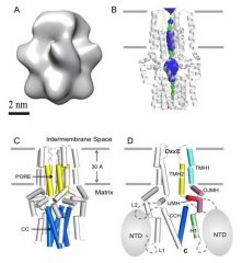 科学家揭示线粒体钙离子单向转运蛋白MCU的结构机制