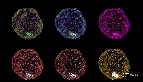 Nature等:体外培养人类胚胎获突破?已达法规上限