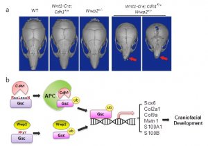 研究人员发现泛素连接酶Cdh1通过促进Gsc泛素化调节颅面部发育